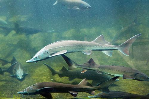 鱘魚工廠化循環(huán)水養(yǎng)殖設(shè)計方案